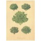 Flax Art Poster | Encyclopedia Vegetable B | FWP-AP-EN4B